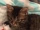Recherche b&eacute;b&eacute; chat de pr&eacute;f&eacute;rence europ&eacute;en poil mi long urgent