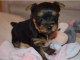 yorkshire terrier a donner