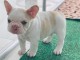 3 Chiots bouledogue fran&ccedil;ais &agrave; donner