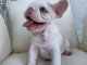 3 Chiots bouledogue fran&ccedil;ais &agrave; donner