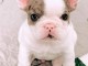 3 Chiots bouledogue fran&ccedil;ais &agrave; donner