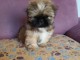 magnifique chiot shi tzu a donner