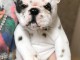 Chiot bouledogue Fran&ccedil;ais LOF