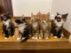 Main Coon Kittens tous r&eacute;serv&eacute;s
