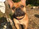 Vend magnifique bouledogue fran&ccedil;ais