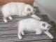 Beaux chatons Sacre de Birmanie loof &acirc;g&eacute;s de 3 mois.