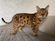 Chatons Bengal c&eacute;l&egrave;bres m&acirc;les et femelles pour adoption