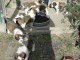  Magnifiques Chiots Saint Bernard Pure Race