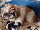 Exceptionnels Chiots Shih Tzu Pure Race