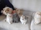chaton persan disponible 