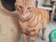 Chaton &agrave; donner en adoption