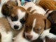 Les chiots jack russel a donn&eacute; contre bon soin