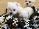 les chiots bichon maltais pour adoption