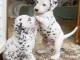 &agrave; donner contre bon soin chiot LOF race Dalmatien Pure