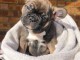 Adorable chiots Bouledogue fran&ccedil;ais