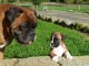 Magnifiques Chiots Boxer Pure Race