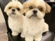 Tr&eacute;s jolie shir tzu en tr&egrave;s bon sant&eacute; pour adoption