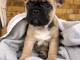 Adorable chiots Bouledogue fran&ccedil;ais