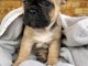 Adorable chiots Bouledogue fran&ccedil;ais