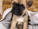 Adorable chiots Bouledogue fran&ccedil;ais