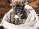 Adorable chiots Bouledogue fran&ccedil;ais