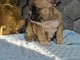 Adorable chiots Bouledogue fran&ccedil;ais