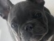 Adorable chiots Bouledogue fran&ccedil;ais
