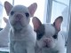 3 Chiots bouledogue fran&ccedil;ais &agrave; donner