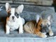 &agrave; donner contre bon soin chiot LOF race Bouledogue Fran&ccedil;ais