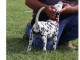 CHIOTS PUR RACE DALMATIEN LOOF