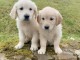 dons chiots Golden Retriever 