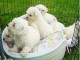 Adorables Chiots Bichon Maltais Pure Race