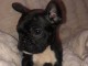 Chiot bouledogue fran&ccedil;ais A DONNER 