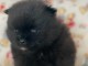 4 Adorables b&eacute;b&eacute;s spitz pomeraniens