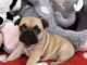 A donner chiot bouledogue fran&ccedil;ais disponible de suite 