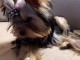 Chiot Yorkshire tr&egrave;s c&acirc;lin disponible 