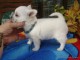 magnifique chiot chihuahua a donn&eacute;
