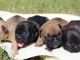 Magnifiques Chiots Bouledogues Fran&ccedil;ais Pure Race