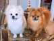 Adorables chiots de Pom&eacute;ranie pour adoption