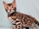 Adorable chaton Bengal &agrave; donner contre bons soins