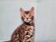 Adorable chaton Bengal &agrave; donner gratuitement