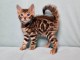 Adorable chaton Bengal &agrave; donner gratuitement
