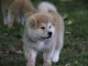 Magnifique  chiot Akita Inu &agrave; donne 