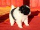 Magnifique chiot Spitz nain &agrave; donner 