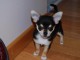 Magnifique  chiot Chihuahua  &agrave; donner 