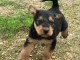  Magnifique chiot Airedale Terrier &agrave; donner 