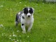 Magnifique  chiot Border Collie &agrave; donner 
