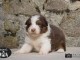 Magnifique  chiot berger australien  &agrave; donner 