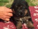 Magnifique chiot berger allemand &agrave; donner
