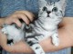 2 Chatons British en adoption